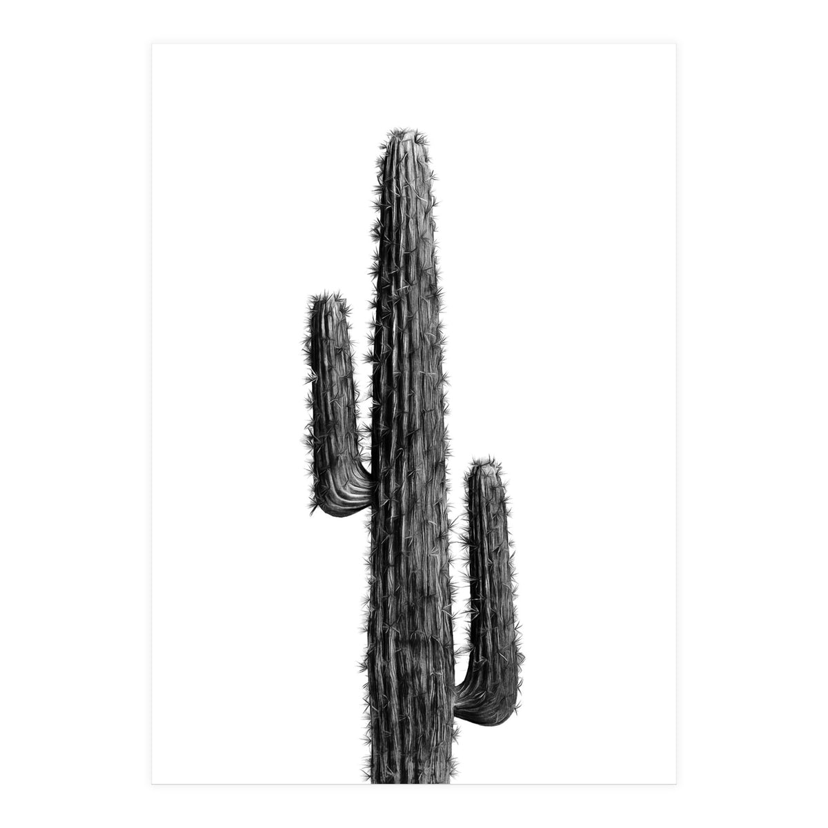 Cactus Black and White 01 (Print Only)