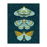 Lepidoptery8 (Print Only) thumbnail