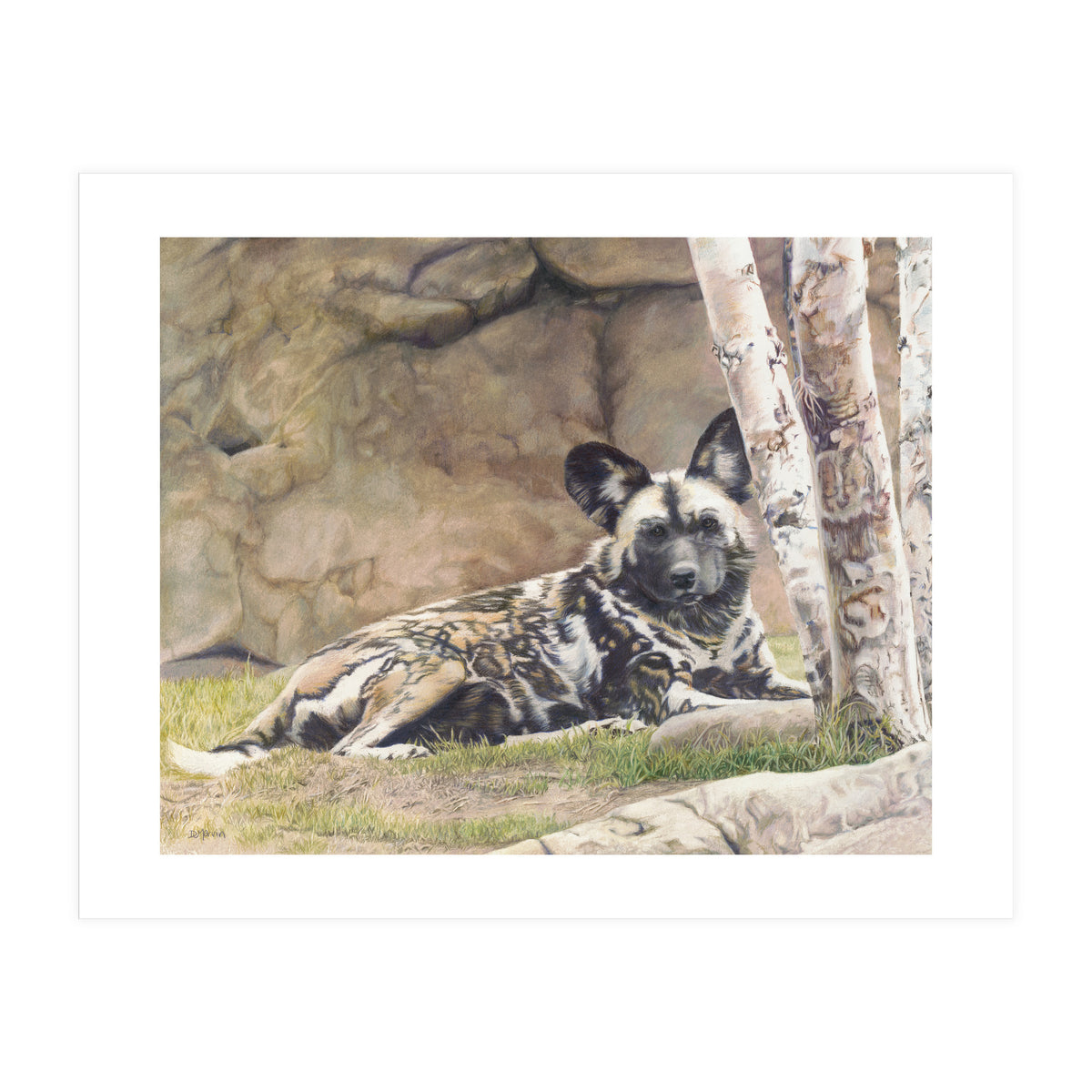 Afican Painted Dog IV - Imara (Print Only)