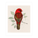 Red avadavat watercolor (Print Only) thumbnail