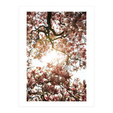 Magnolia tree (Print Only) thumbnail