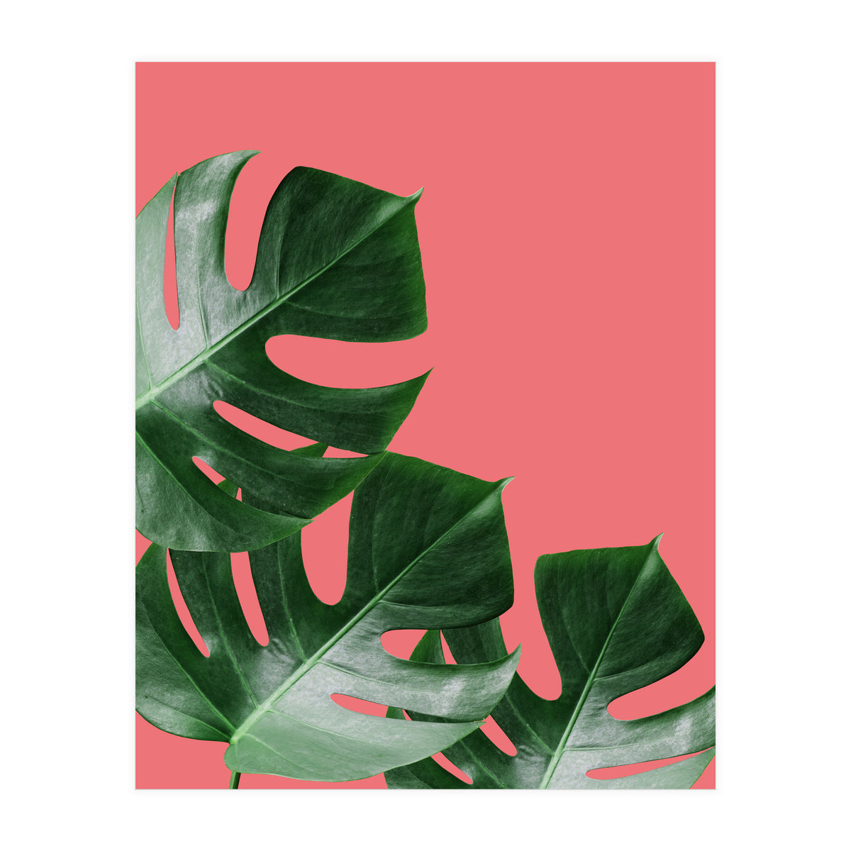 Tropical collage VI (Print Only)