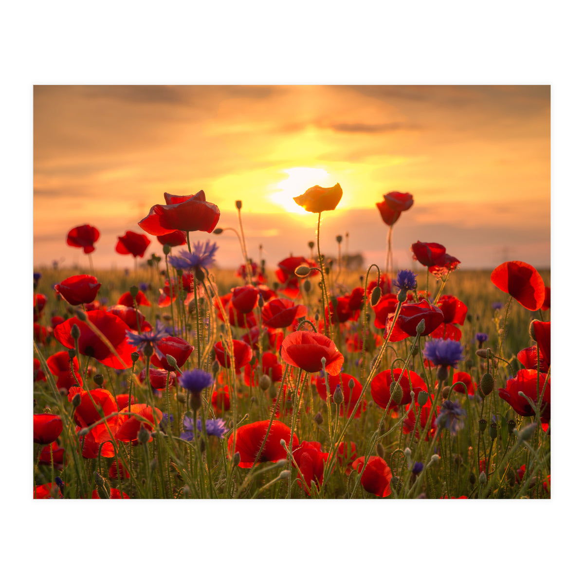 Poppies Sunset (Print Only)
