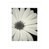 Simplicity  (Print Only) thumbnail