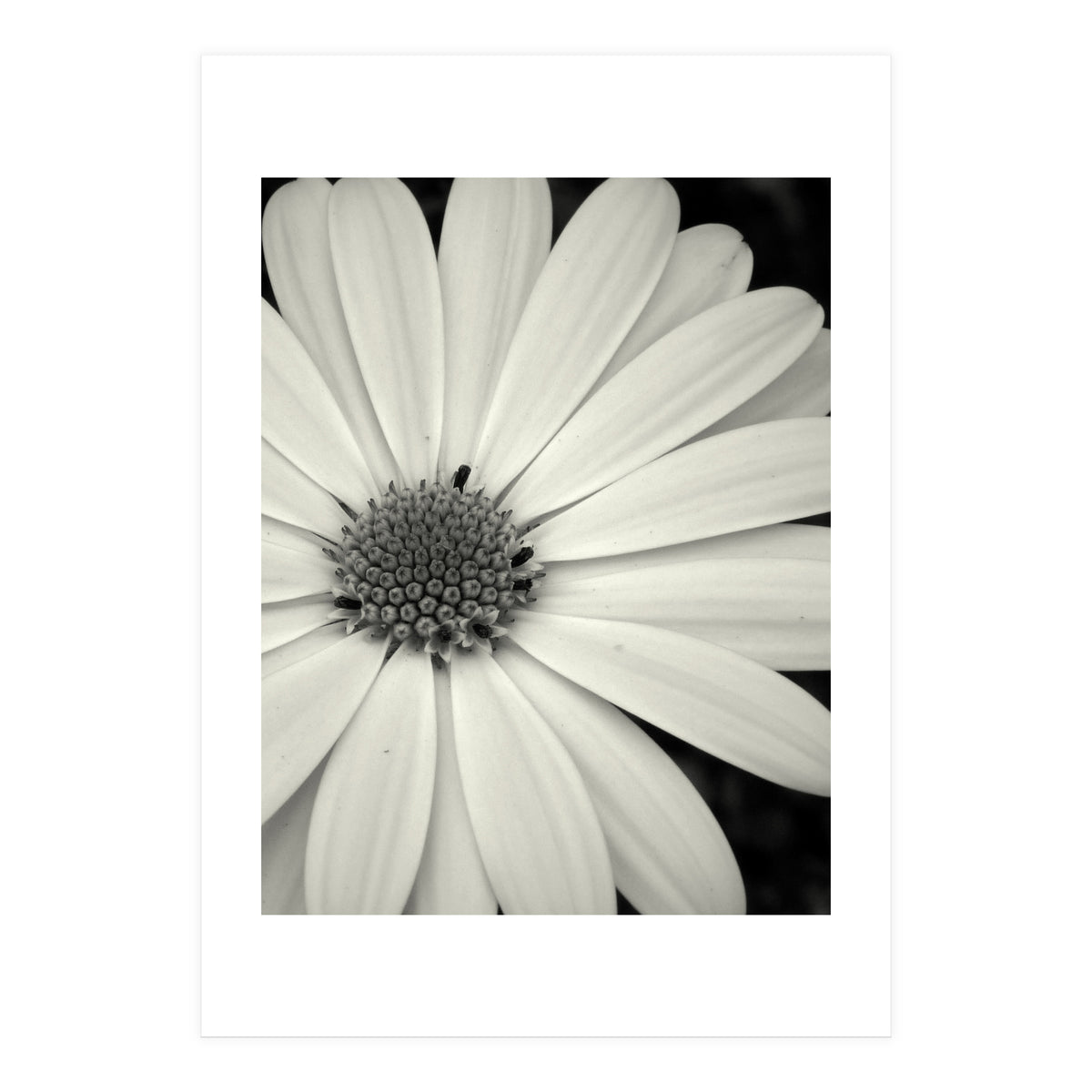 Simplicity  (Print Only)