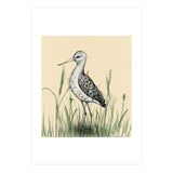 Black-tailed godwit in the grass (Print Only) thumbnail