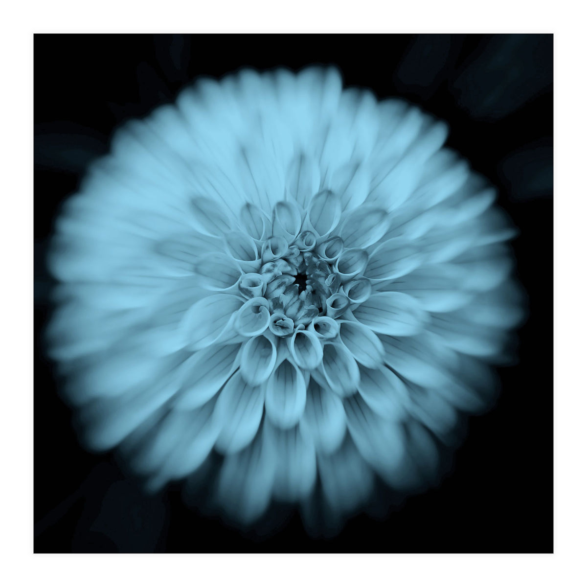 Asteraceae (Print Only)