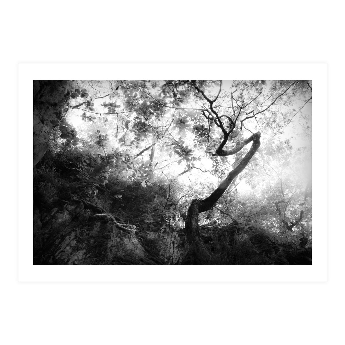 forgetting (Print Only)