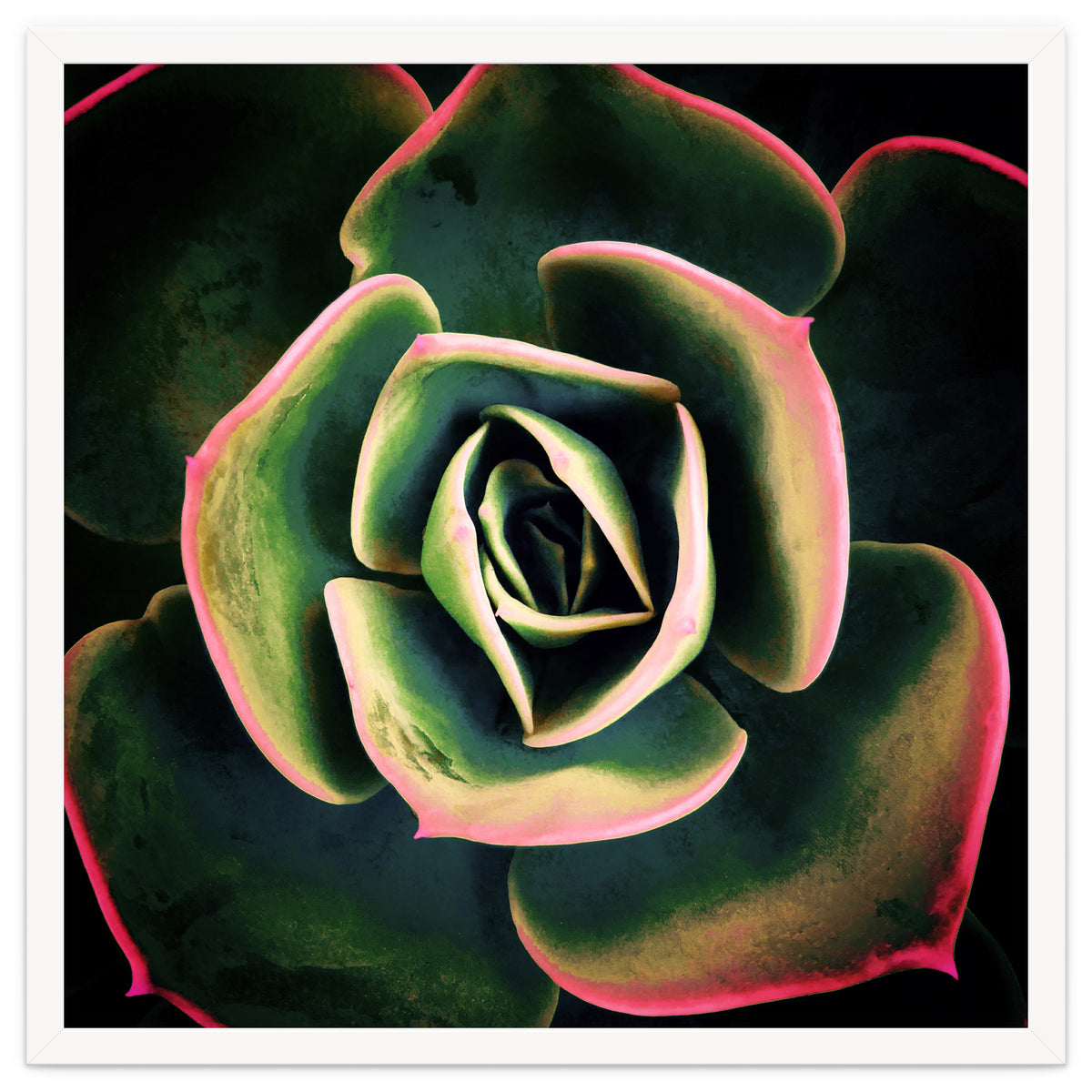 DARKSIDE OF SUCCULENTS XV