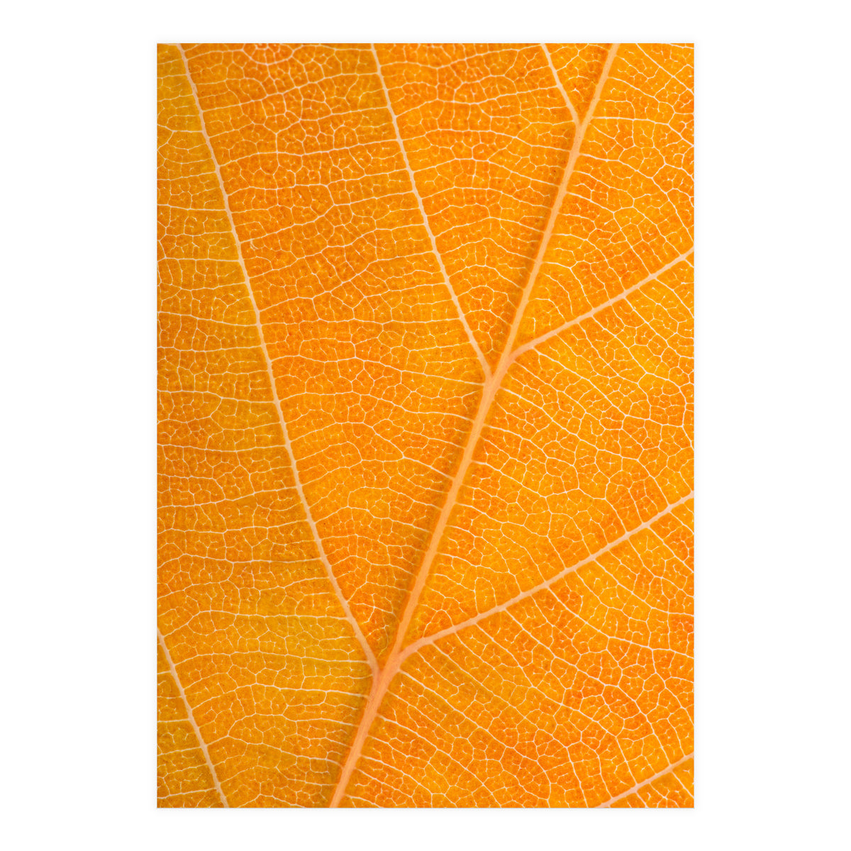 Autumn Leaf (Print Only)