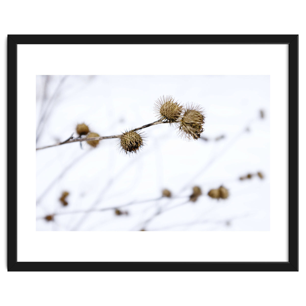 Winter Thistles