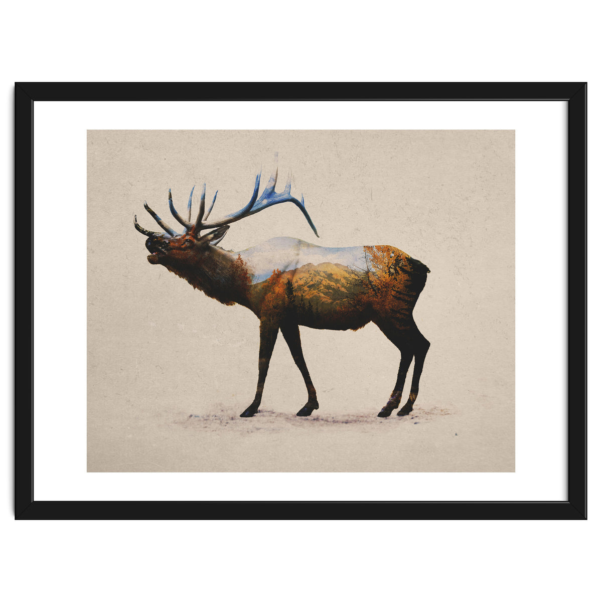 The Rocky Mountain Elk