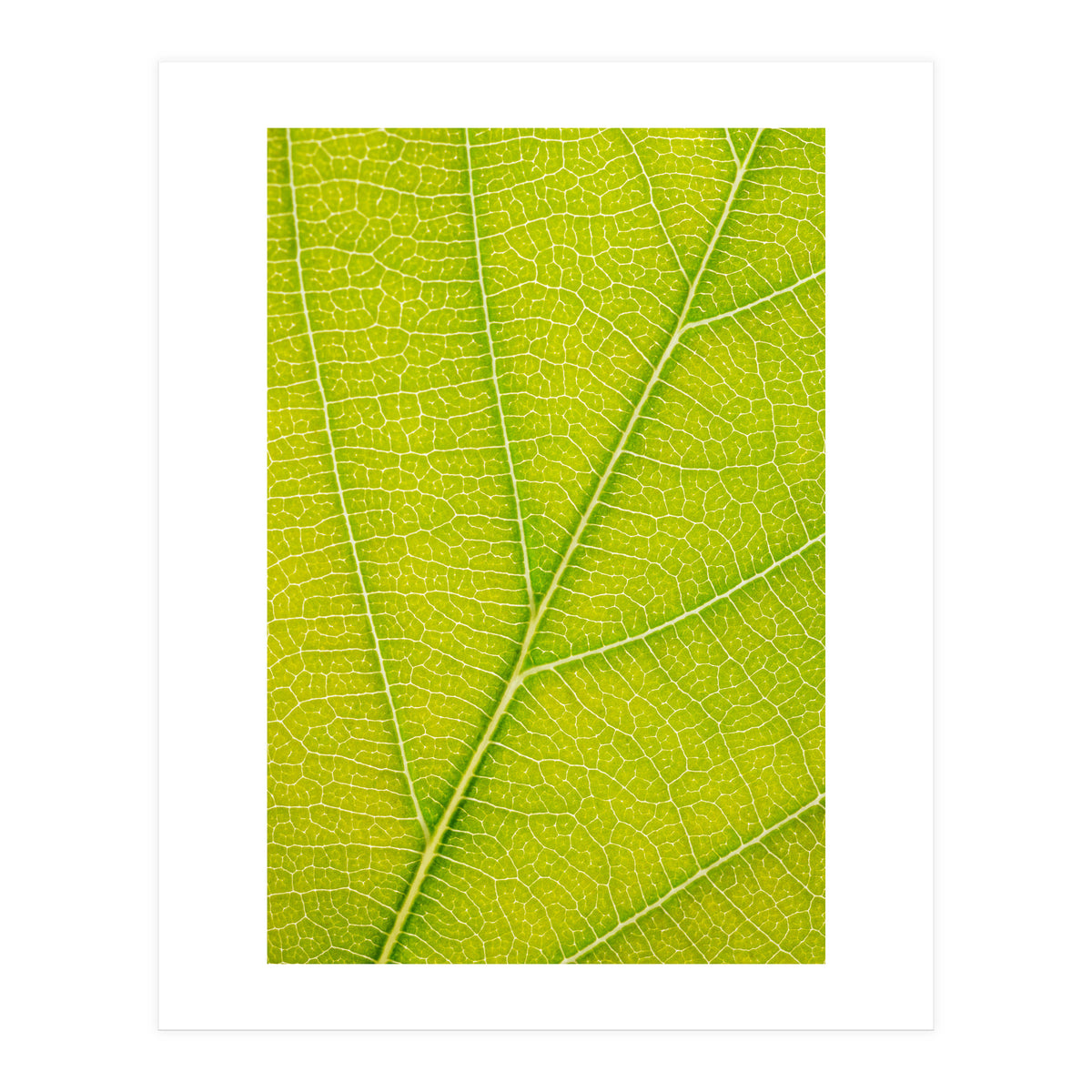Autumn Leaf (Print Only)