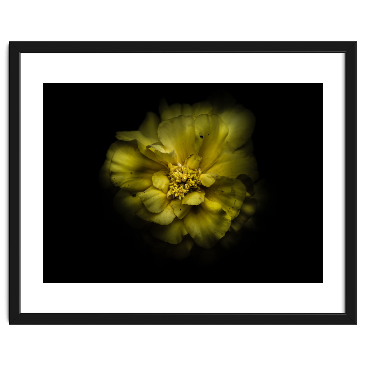 Backyard Flowers No 41 Color Version