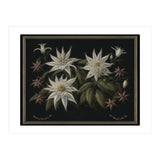 Edelweiss Vintage Illustration (Print Only) thumbnail