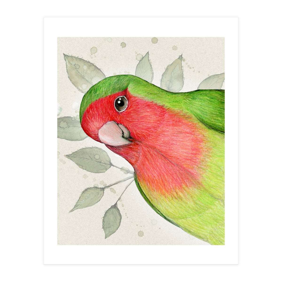 Curious lovebird (Print Only)