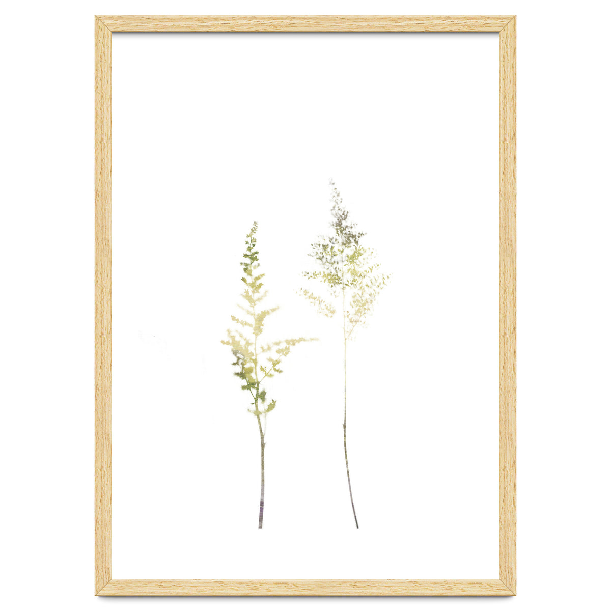 Neutral Astilbe