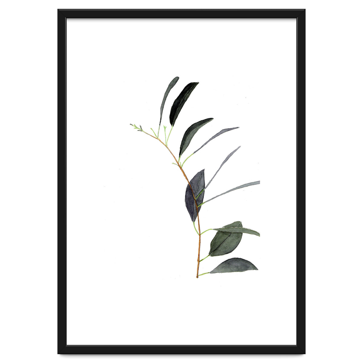 Untitled #14 - Eucalyptus