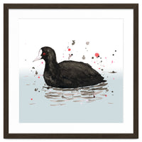 Common coot