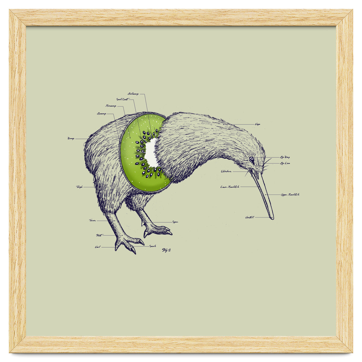 Kiwi Anatomy