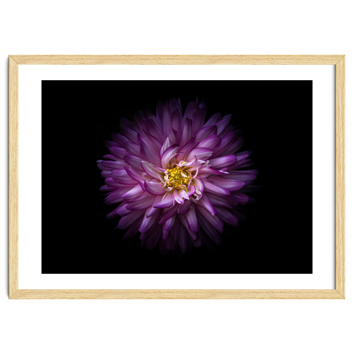 Backyard Flowers 20 Color Version