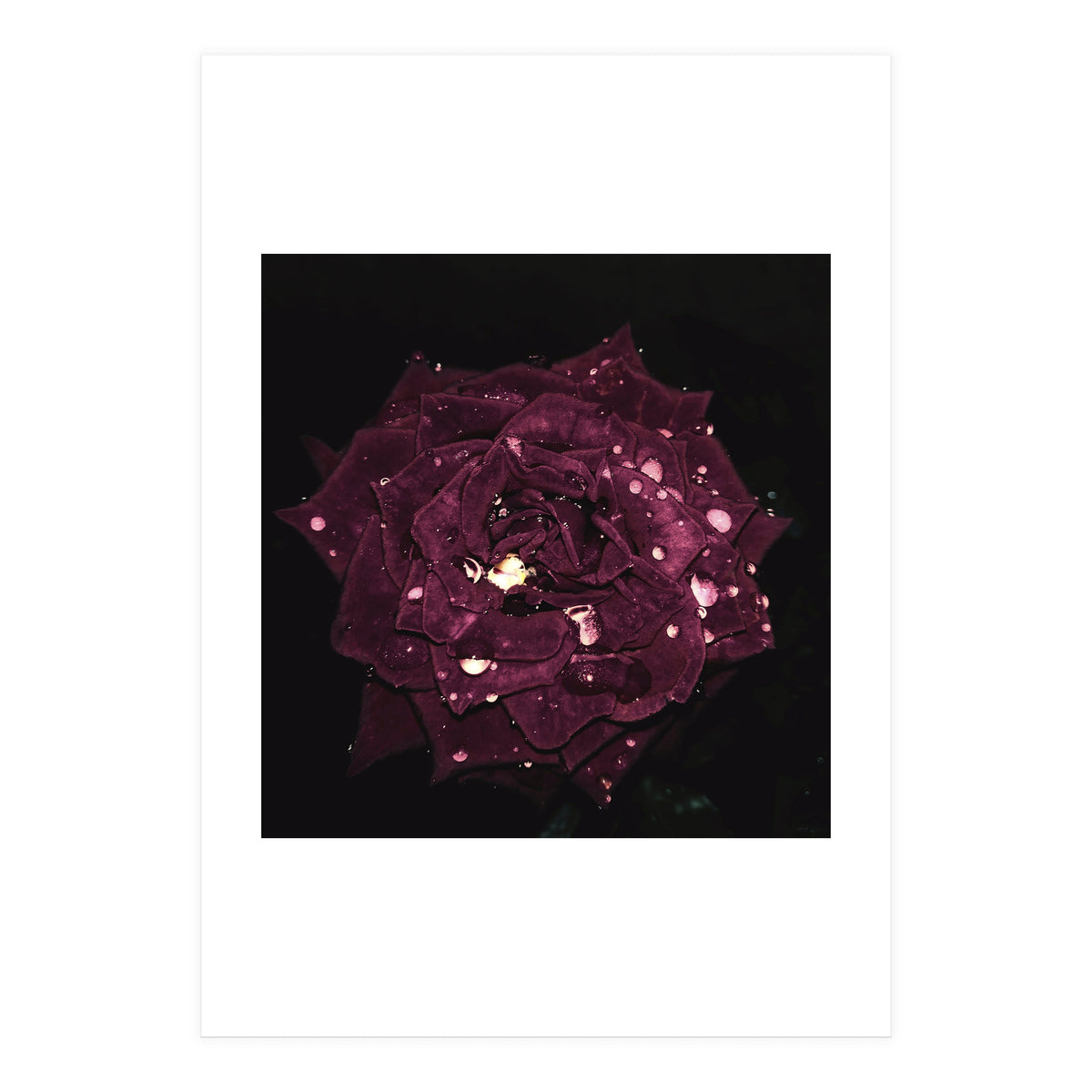 Shining Red Rose (Print Only)