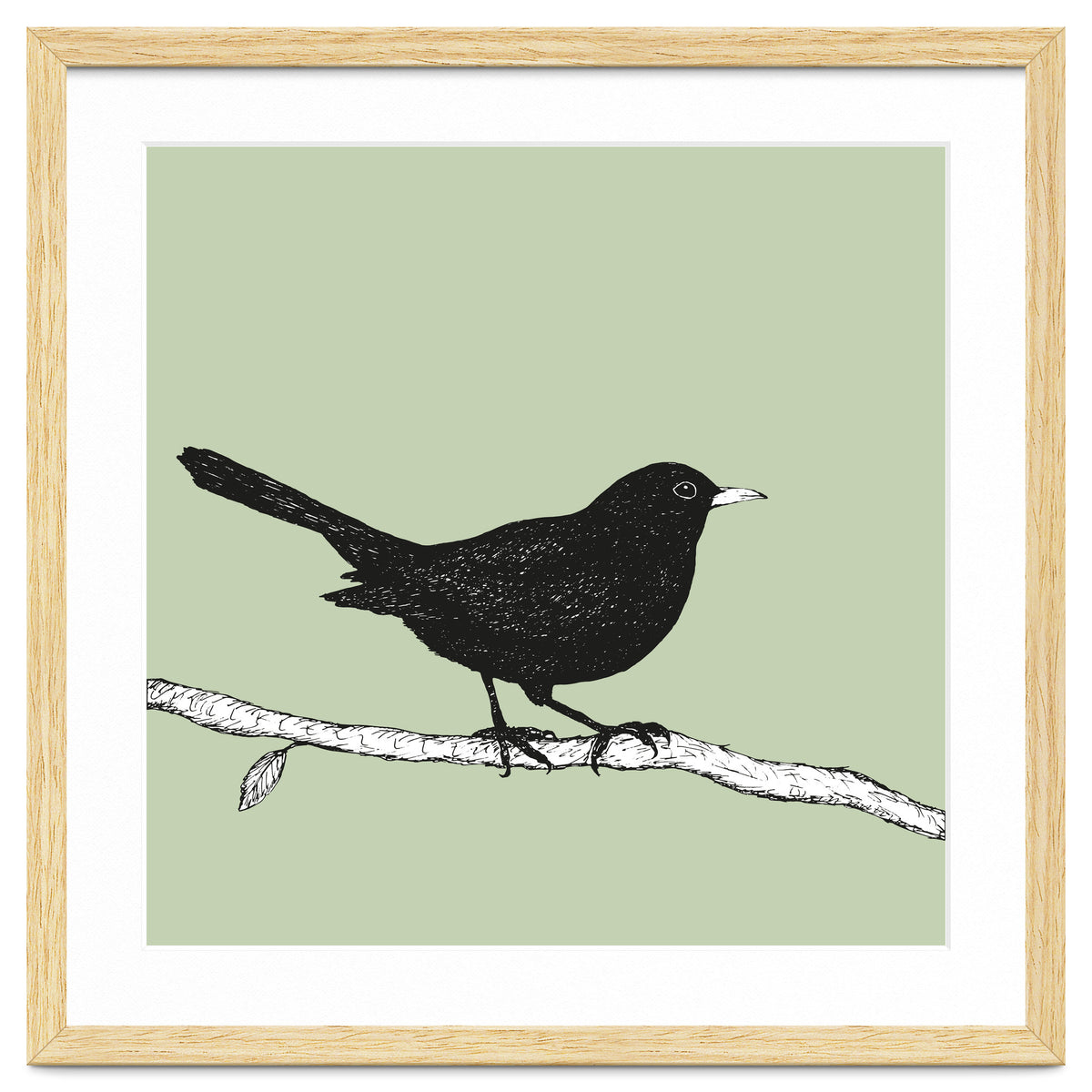Blackbird pen drawing