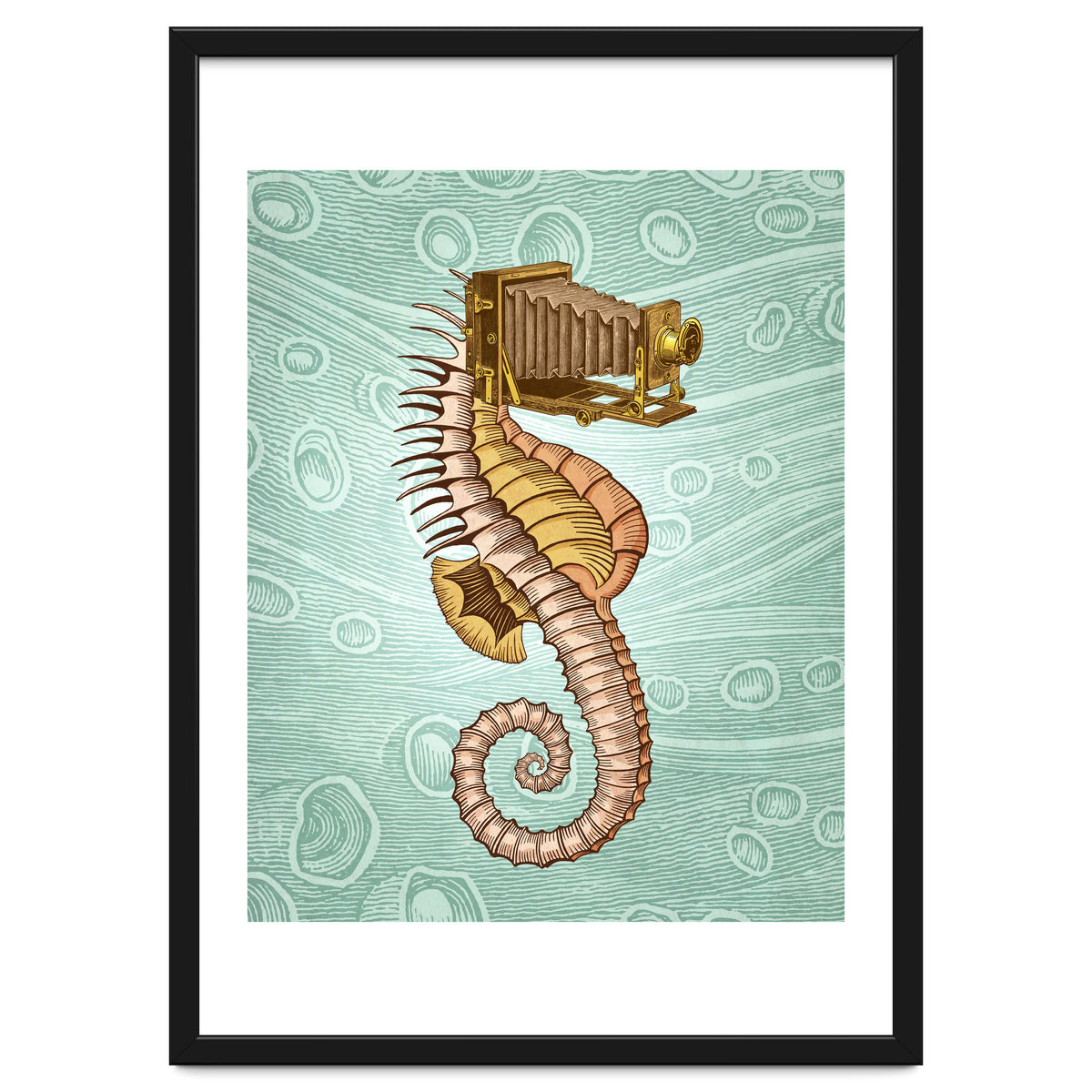 Hippocampus Camerarum