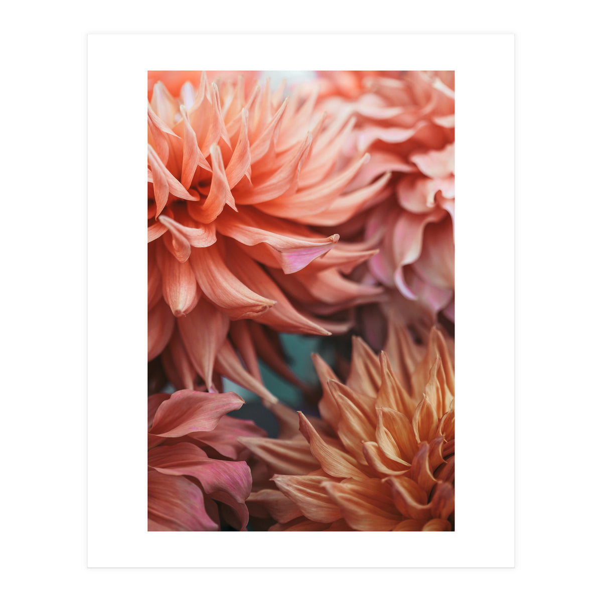 Vintage Dahlia  (Print Only)