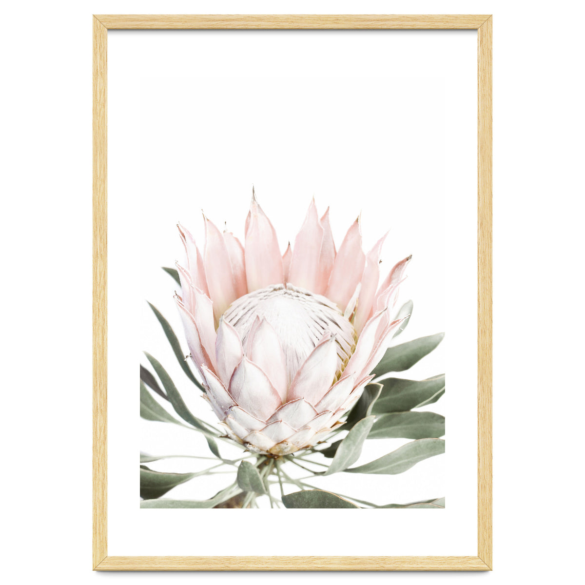 Blush Protea Flower