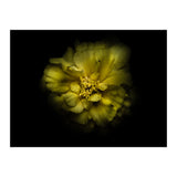 Backyard Flowers No 41 Color Version (Print Only) thumbnail