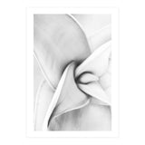 Agave plant (Print Only) thumbnail