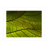 Leaf (Print Only) thumbnail