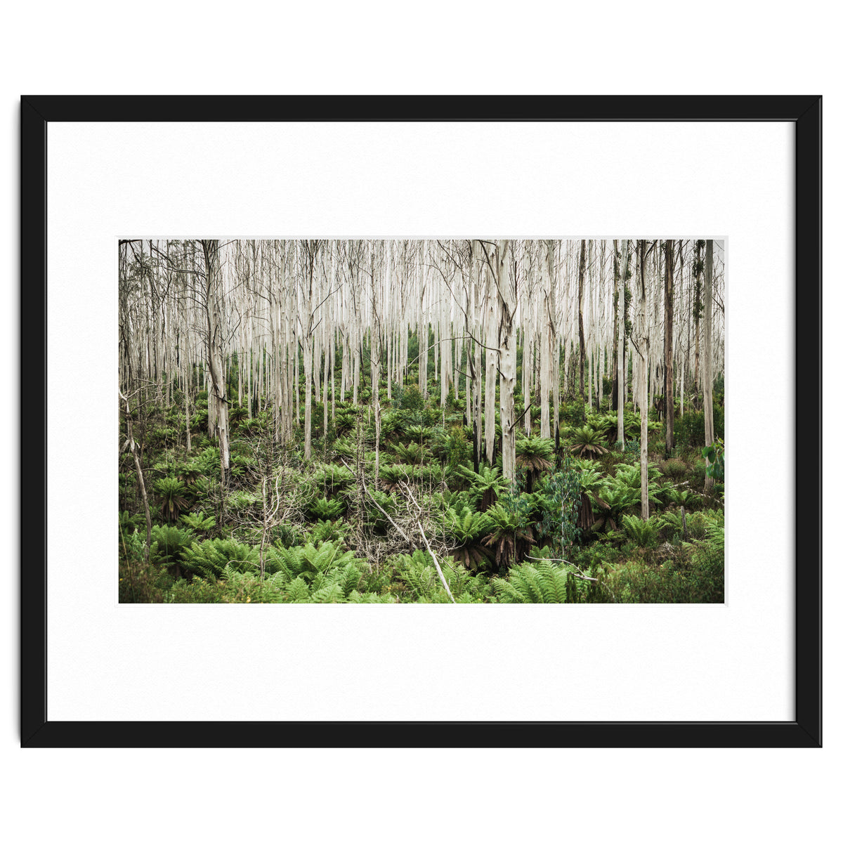 Forest After The Fire