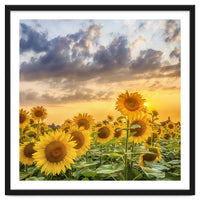Sunflowers in sunset
