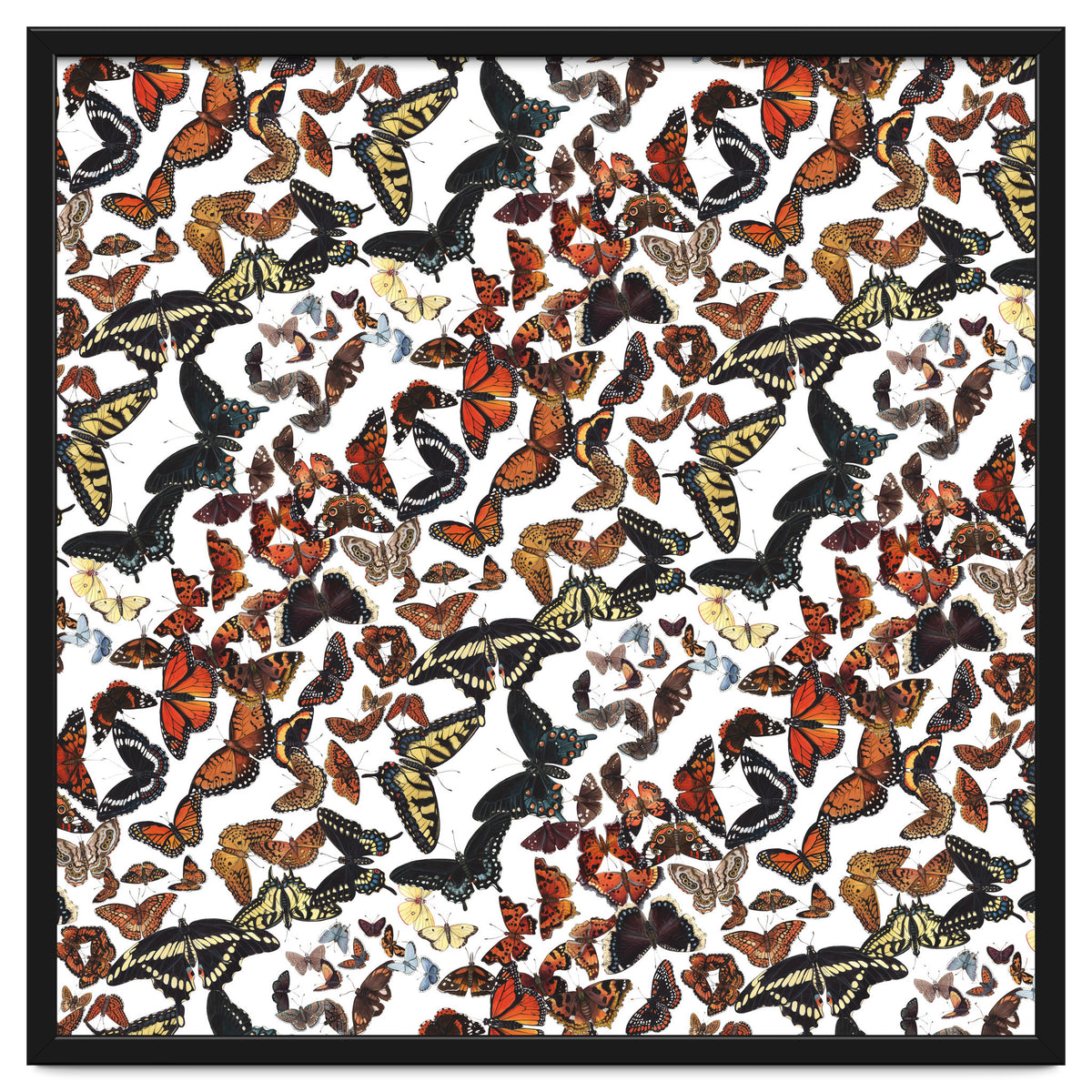 Maine Butterflies Pattern