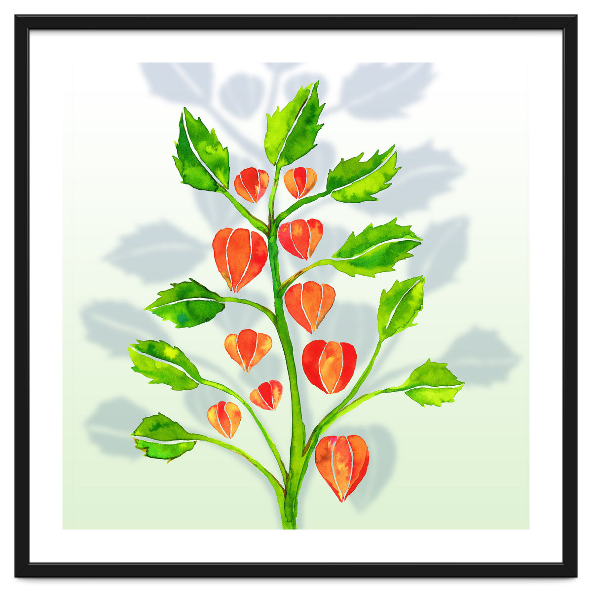 Physalis