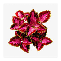 Indian Coleus (Print Only)