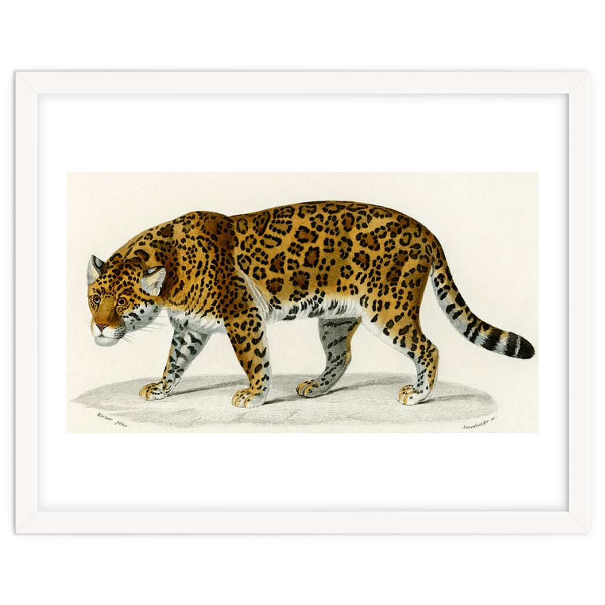 Jaguar (Panthera Onca) illustrated