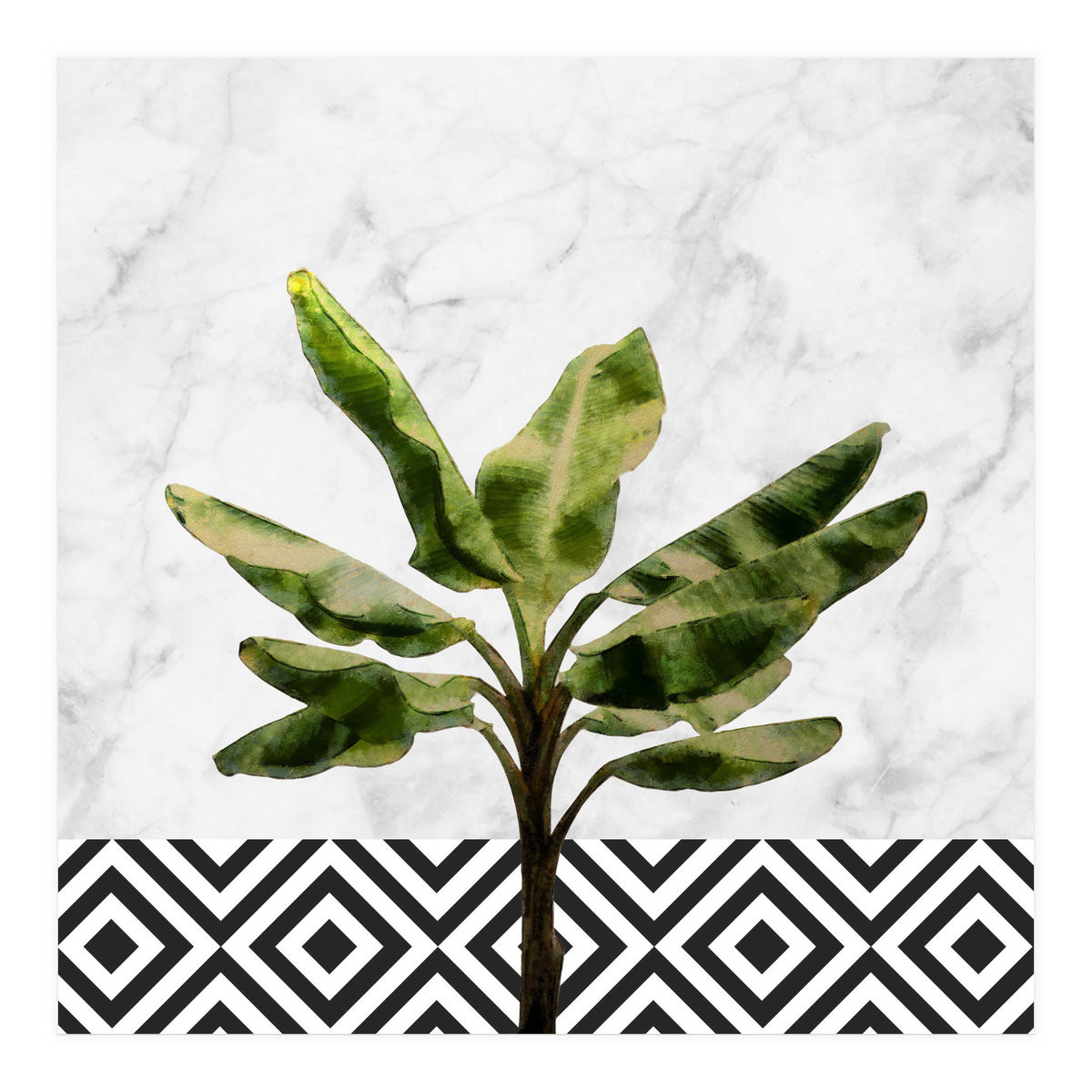 Banana Plant On White Marble And Checker Wall (Print Only)