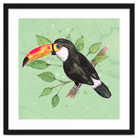 Toco toucan