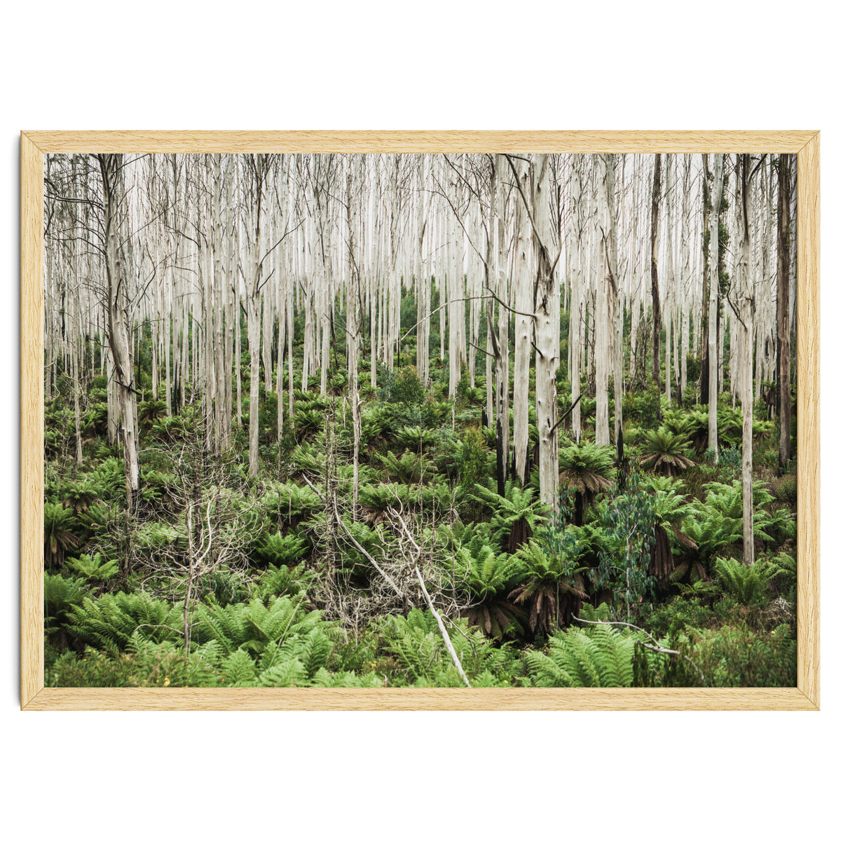 Forest After The Fire