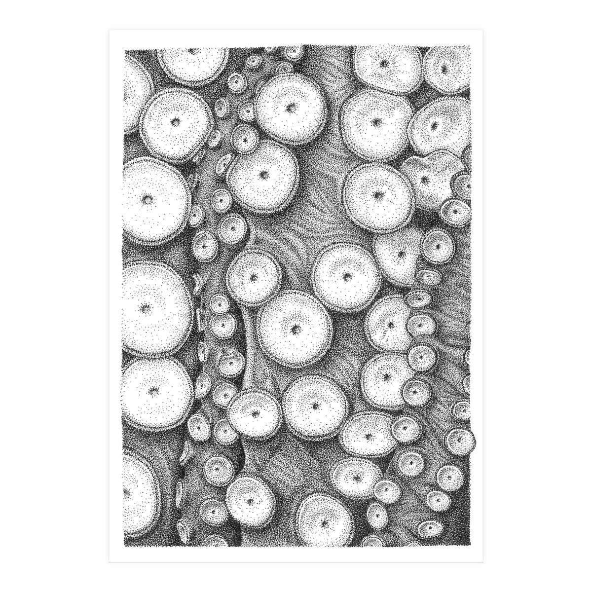 Octopus no. 3 (Print Only)