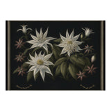Edelweiss Vintage Illustration (Print Only) thumbnail