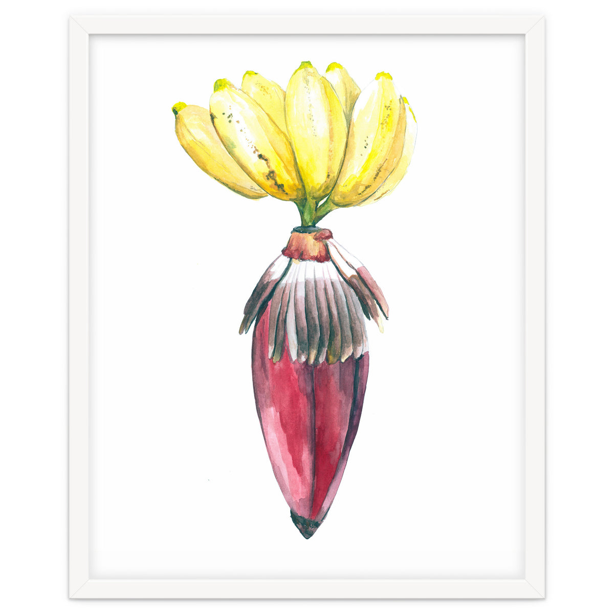 Botanical Illustration Banana