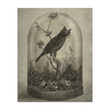 The Curiosity (Print Only) thumbnail