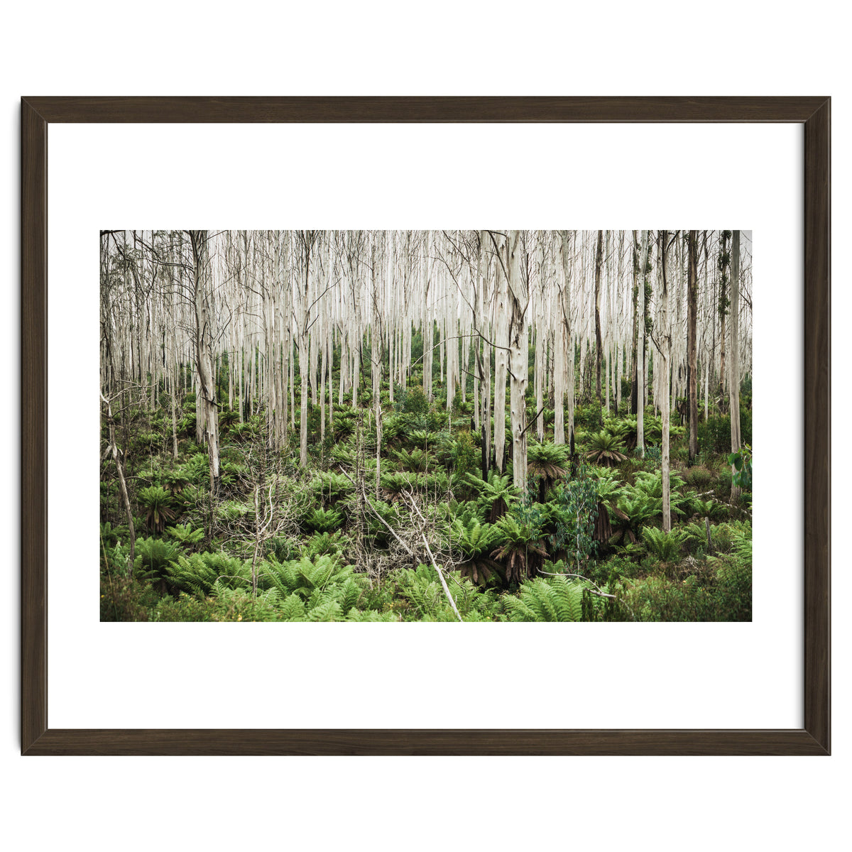 Forest After The Fire