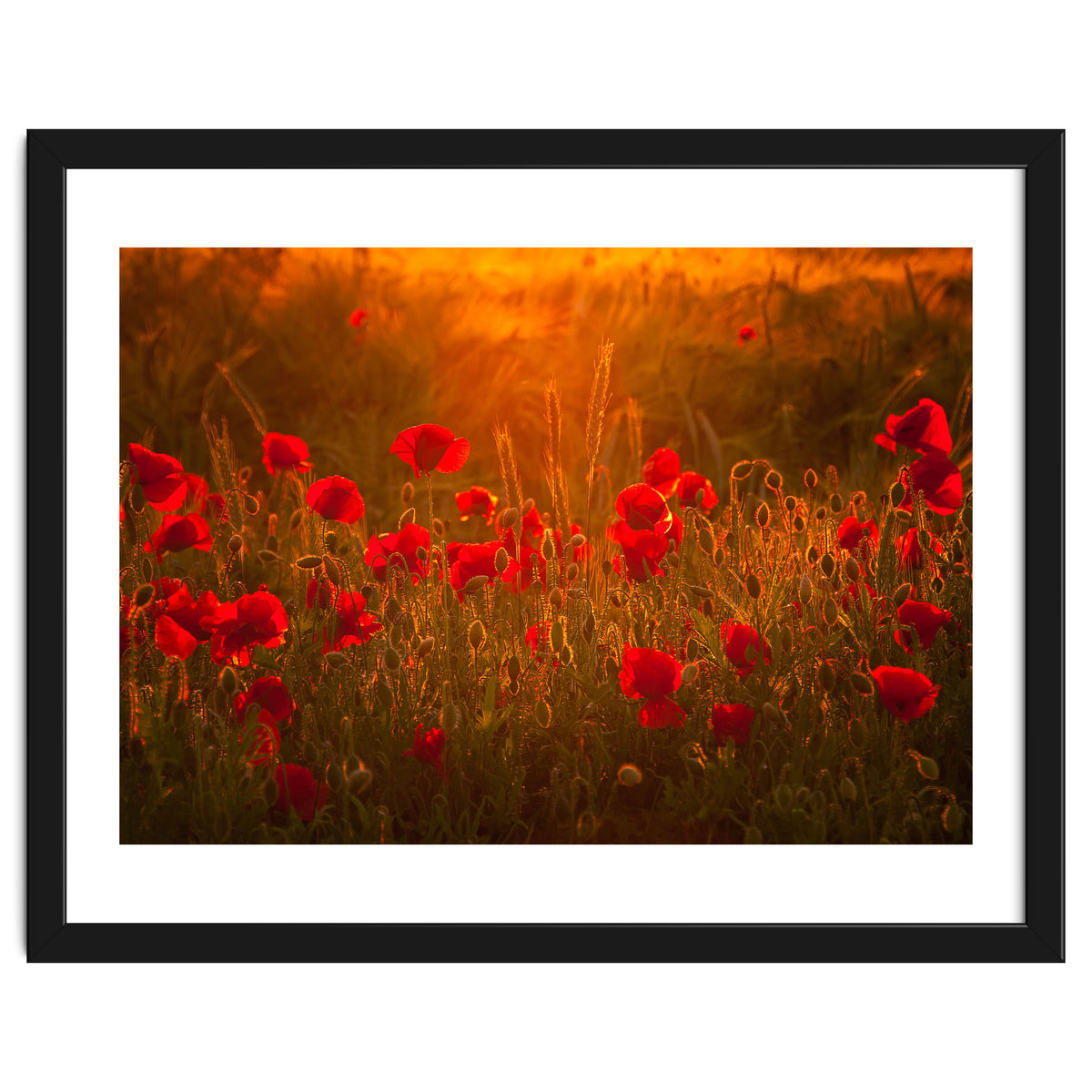 Poppies At Summer (1)