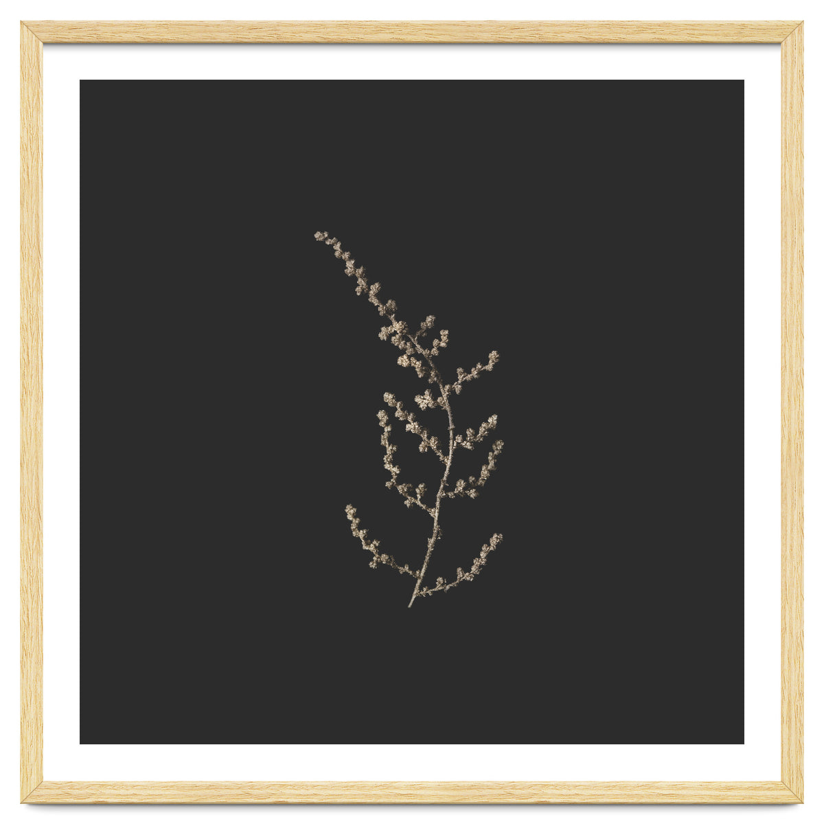 Delicate Golden Fynbos Botanicals on Black - Square