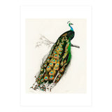 Indian peafowl illustrated (Print Only) thumbnail